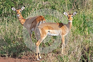 Impala, beautiful antelopes