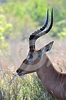 Impala with beautiful curved horns