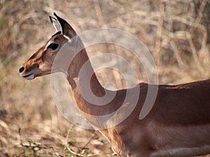 Impala