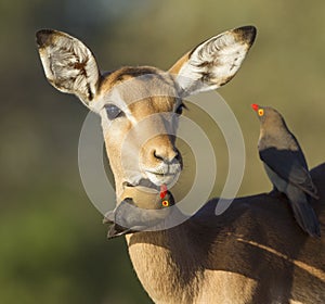 Impala being groomed by ox peckers (aepyceros melampus) Botswana