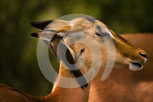 Impala with birds photo