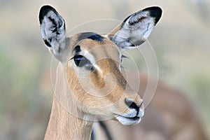 Impala, Black-faced Impala, Aepyceros melampus petersi