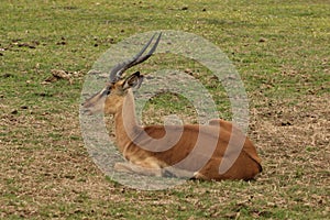 An Impala at Boteilierskop Private Reserve