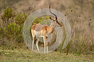 Impala at Boteilierskop Private Reserve