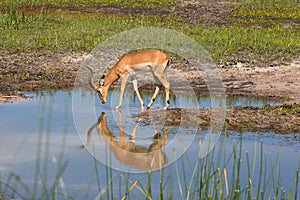 Impala