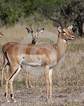 Impala - Botswana photo