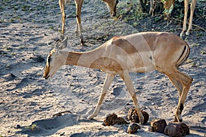 Impala in Botswana