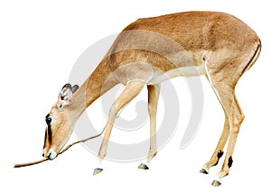 Impala with branch