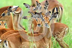 Impala Breeding Herd