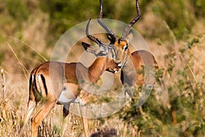 Impala Buck Affections Wildlife