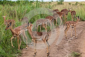 Impala Buck Calfs Wildlife photo
