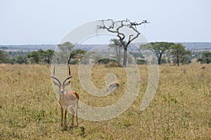 impala buck in the grass