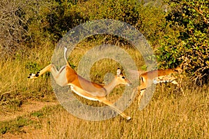 Impala Buck Jumping