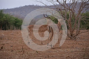 Impala buck staring at a possible predictor.