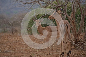 Impala buck staring at a possible predictor.