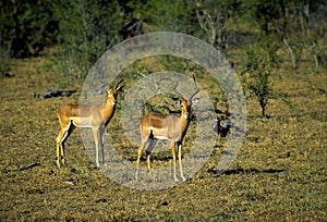 Impala Bucks  11164