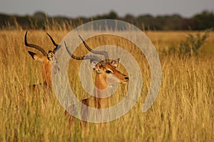 Impala bucks