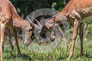 Impala Bucks Contest Horns Wildlife