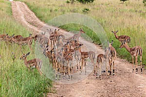 Impala Bucks Herd Wildlife