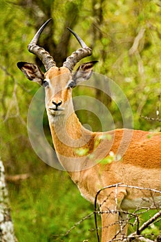 Impala in the Bush in South Africa