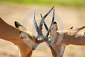 Impala butting heads photo