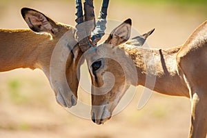 Impala butting heads photo