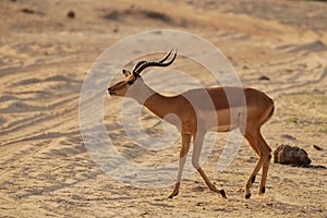 Impala Calling(Aepyceros melampus)