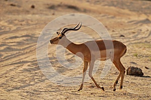 Impala Calling(Aepyceros melampus) photo
