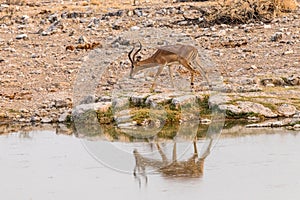 Impala at the Chudob Waterhole, Etosha, Namibia