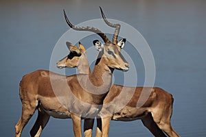 Impala couple in front of blue waterhole