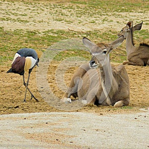 Impala and crane