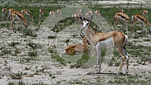 Impala deer