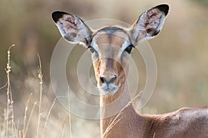 Impala doe head close-up portrait lovely colours