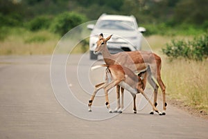Impala drinking on the middle of the road
