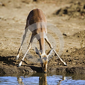 Impala drinking in the riverbank in Kruger National park