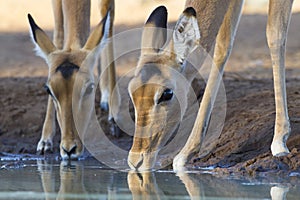 Impala drinking water (aepyceros melampus) Botswana