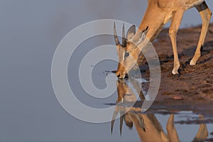 Impala drinking water
