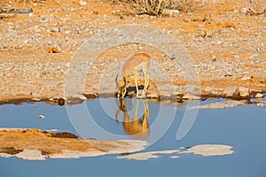 Impala drinking water