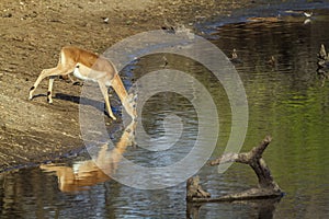 Impala drinking water in Kruger National park