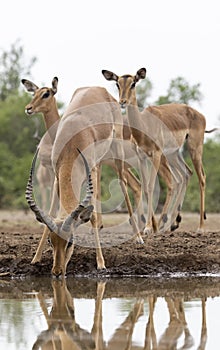 Impala drinking at a waterhole in Botswana, Africa