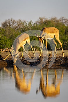 Impala drinking at a waterhole in Botswana, Africa