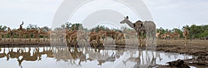 Impala drinking at a waterhole with Kudu in Botswana, Africa