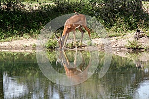 Impala drinking at a watering hole