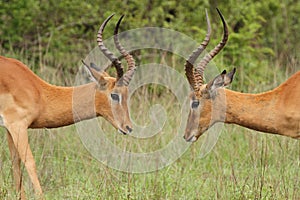 Impala duel