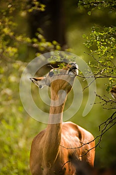 Impala eating