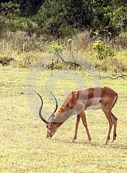 Impala eating