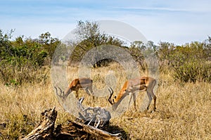 Impala eating grass, Kruger park, South Africa