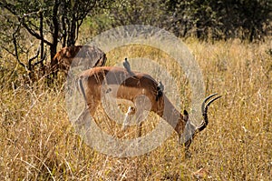 Impala eating grass, Kruger park, South Africa