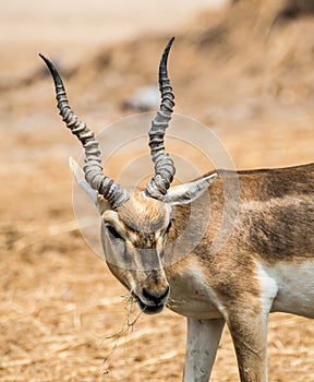 Impala eating meadow in the zoo