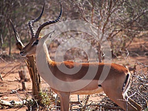 Impala